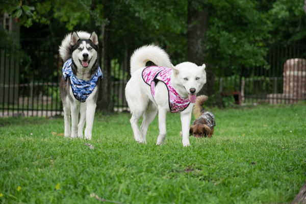 Dog Cooling Vest - 2-Layer Lightweight Performance - UPF50+ Full Coverage & Adjustable Fit for Small to Large Dogs (Blue, Small) - Image 6