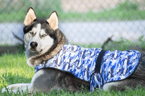 Dog Cooling Vest - 2-Layer Lightweight Performance - UPF50+ Full Coverage & Adjustable Fit for Small to Large Dogs (Blue, Small) - Image 4