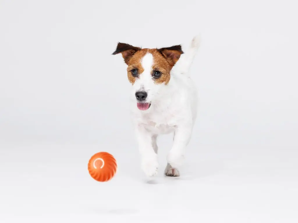 A happy Jack Russell Terrier running to play with an interactive toy, representing the fun that puts an end to pet boredom.