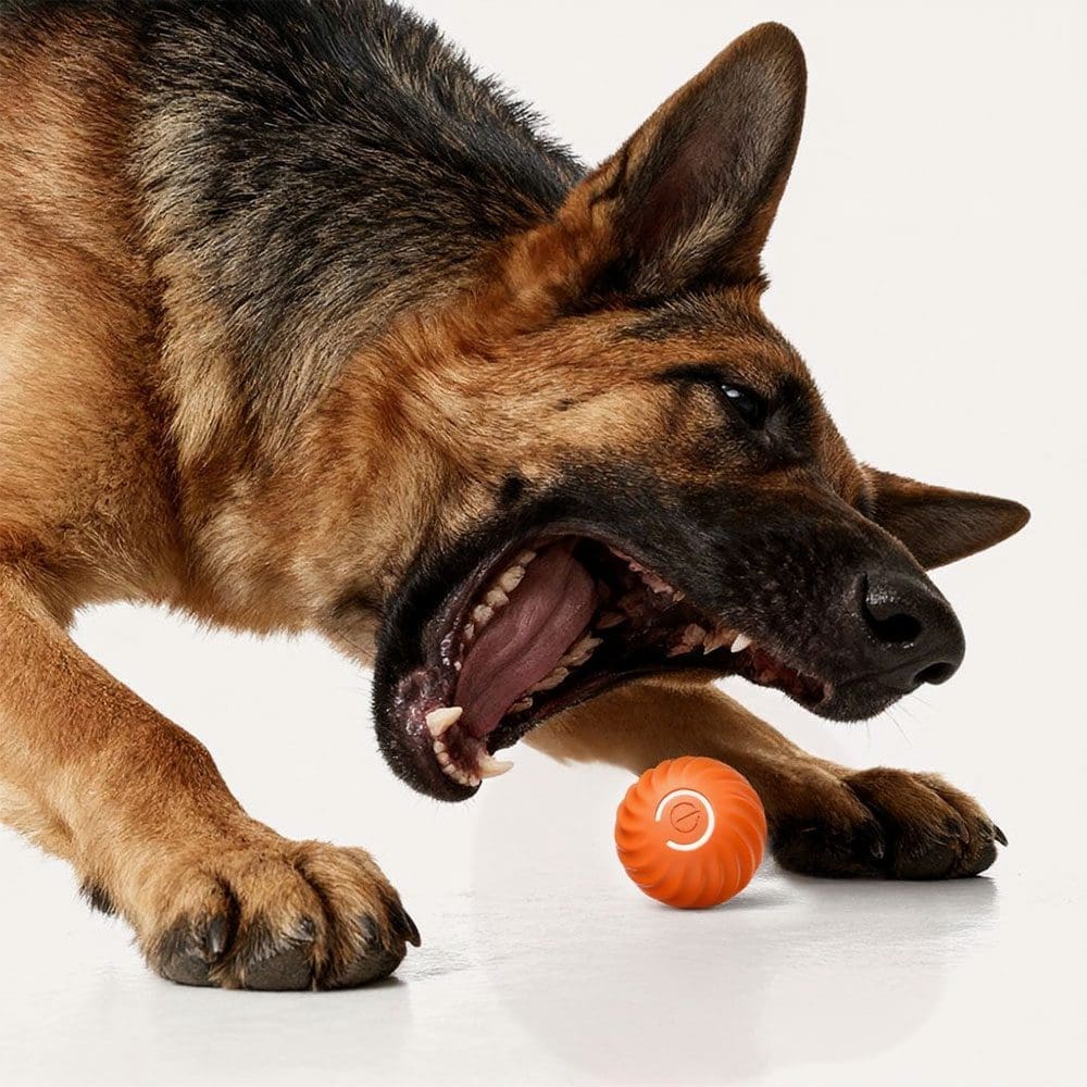 A German Shepherd with its mouth open, about to bite a SmartPawz interactive ball, demonstrating the toy’s bite-resistant durability.