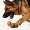 A German Shepherd lunging to catch a SmartPawz PawMinder ball, representing an energetic and engaging playtime.