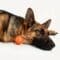 A German Shepherd sleeping next to the SmartPawz PawMinder, symbolizing a satisfied and relaxed pet after engaging playtime.