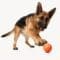 A young German Shepherd playfully batting a SmartPawz smart toy with its paw, showing the toy's responsive and intelligent features.