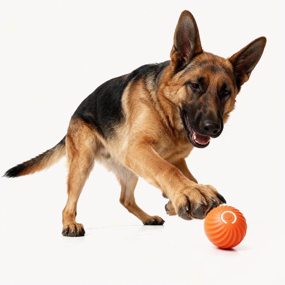 A young German Shepherd playfully batting a SmartPawz smart toy with its paw, showing the toy's responsive and intelligent features.